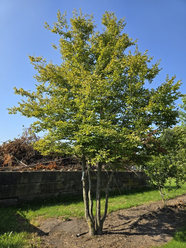 Haagbeuk