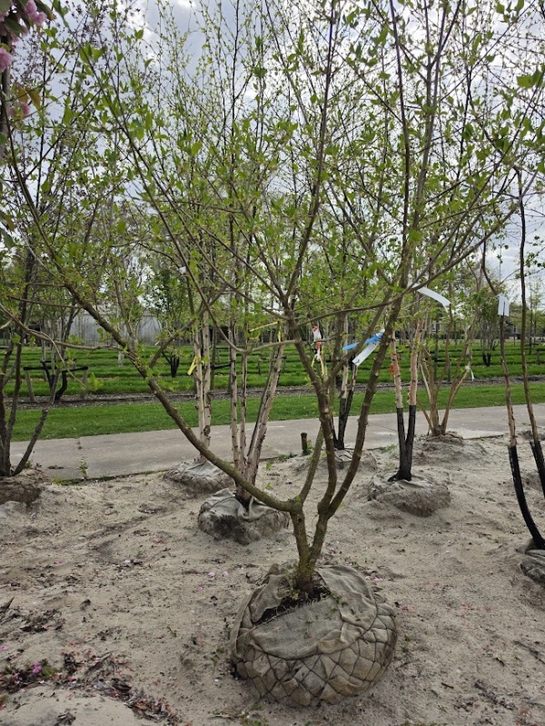 Gele kornoelje,  natuurlijke struikvorm