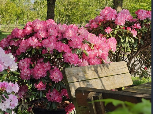 Rhododendron Yak. 'Sonatine'