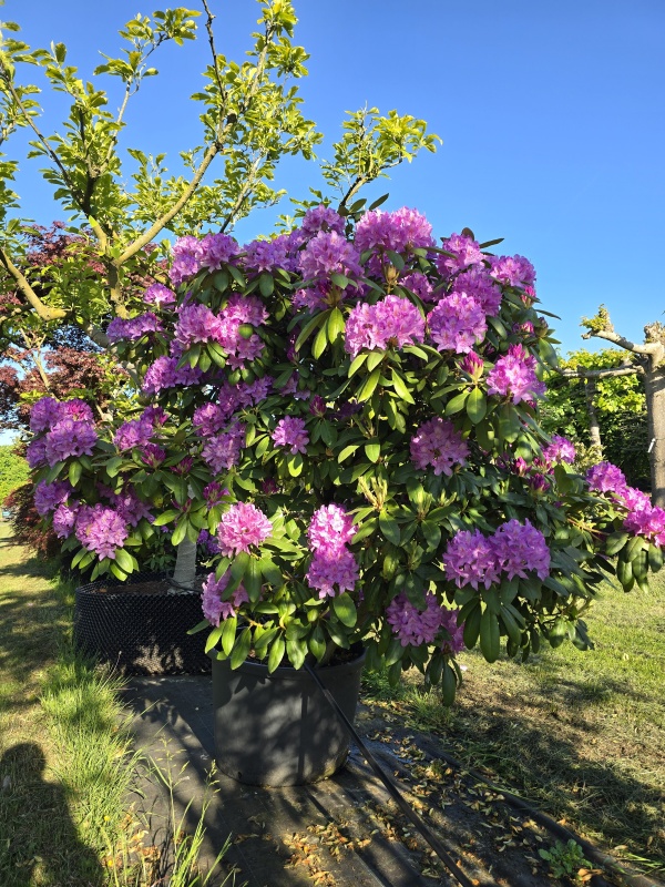 paarse rhododendron