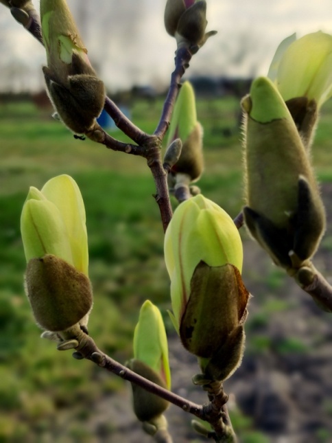 Magnolia 'Green Diamond' knoppen