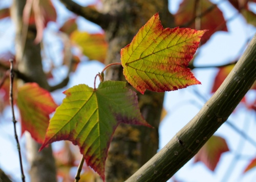 Acer rufinerve streepjes bast esdoorn in het najaar