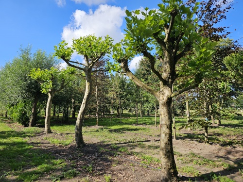 Platanus x hispanica kandelabervorm
