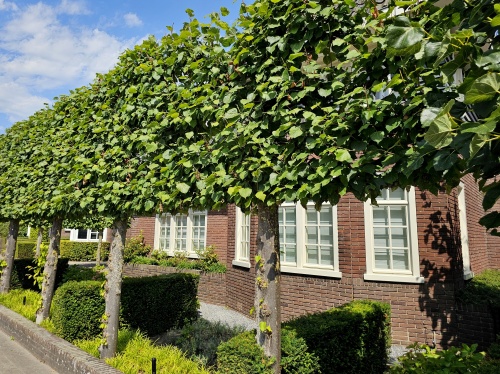 Tilia Pallida, de Koningslinde wordt veel als leiboom toegepast