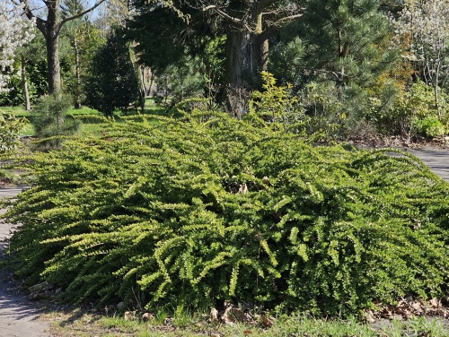 Kamperfoelie 'Elegant' - vakbeplanting