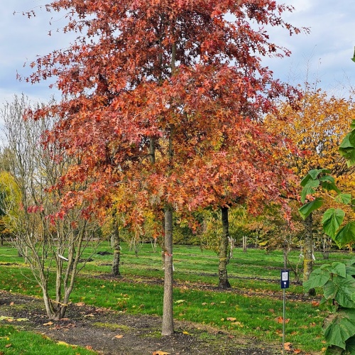 Quercus palustris.  Moeraseik in herfstkleuren op de kwekerij in Apeldoorn. najaar 2025