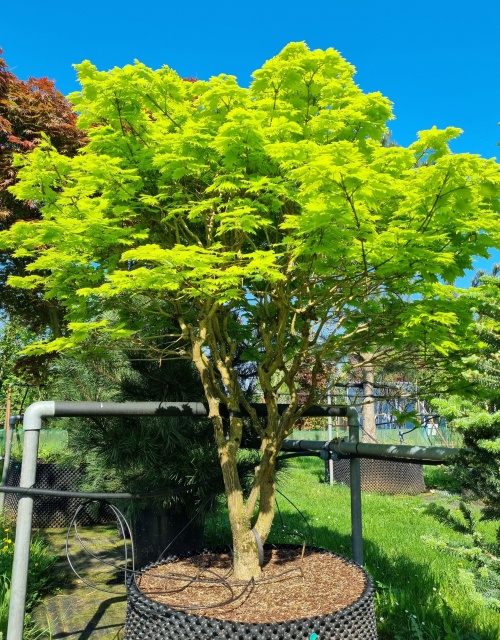 Acer shirasawanum 'Aureum' zomer