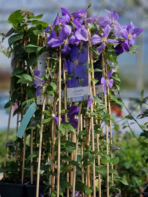 Bosrank 'Jackmanii' met paars blauwe bloemen