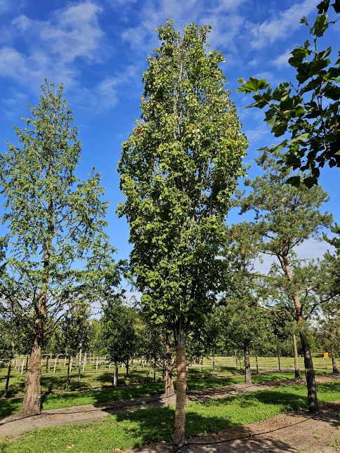 Rode esdoorn 'Scanlon' zuilvormige bomen