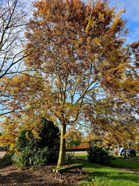Zelkova serrata in de boshoek op de kwekerij THB in Apeldoorn. Juni 2026