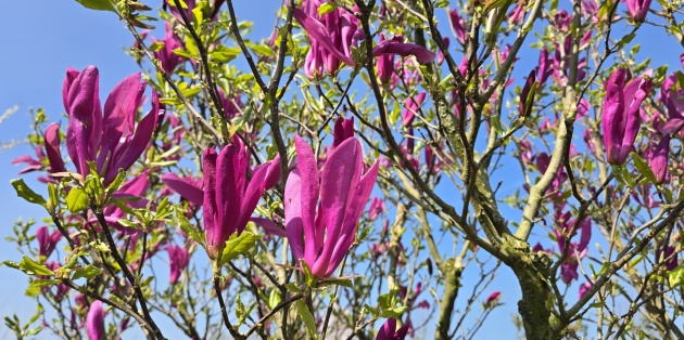 Magnolia: verschillende soorten en groottes