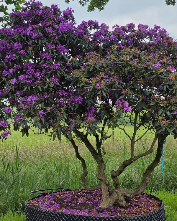 Dunkelvioletter mehrstämmiger Rhododendron