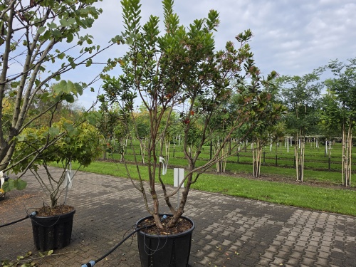 wintergroene meerstammige aardbeiboom