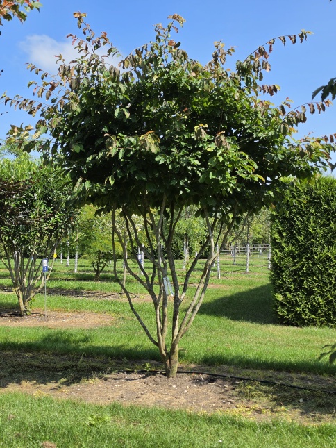 Parrotia persica als meerstammige klimboom op de kwekerij in Apeldoorn. Najaar 2023