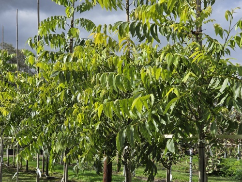 Carya 'Choctaw' veredelde pecannoot