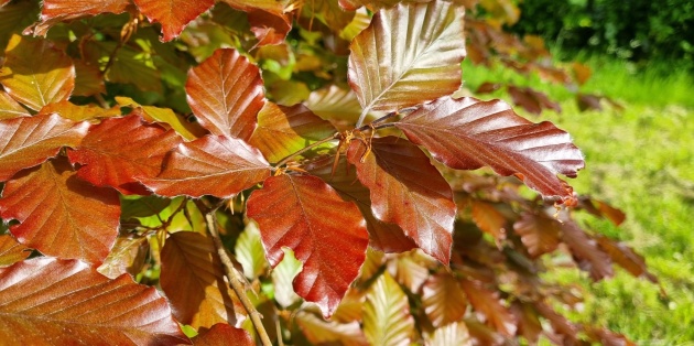 Grote boom in tuin planten