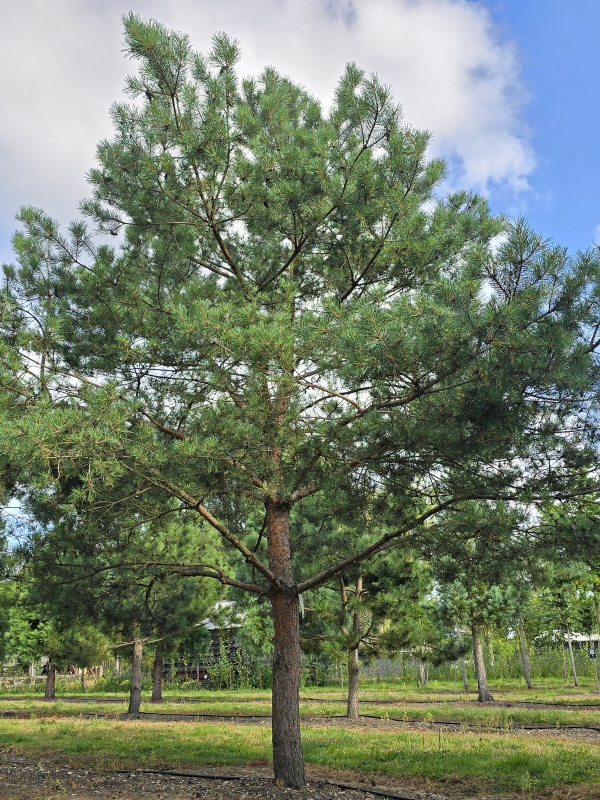 Grove Den