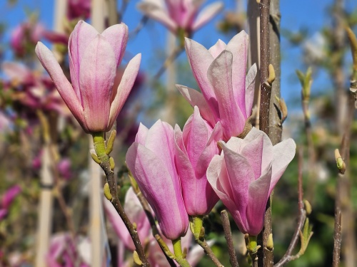 Magnolia 'Heaven Scent'