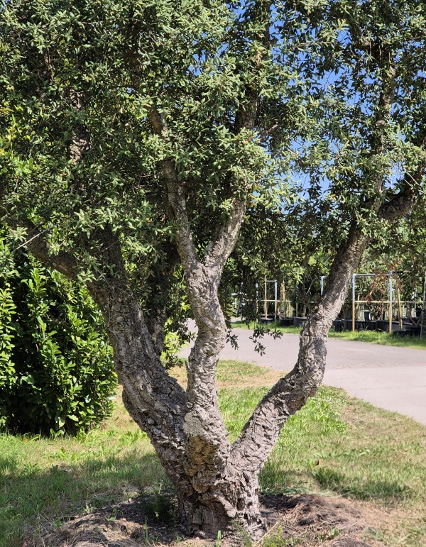 Karaktervolle kurkeik