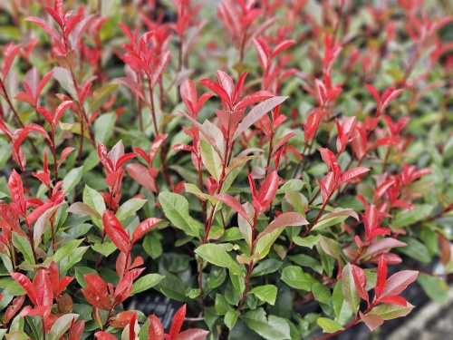 Photinia 'Little Robin'  De dwergvorm van de rode glansmispel