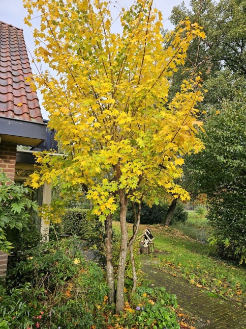 Kolchische esdoorn 'Aureum'  geelbladige variant in de herfst