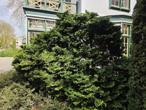 Chamaecyparis obtusa 'Nana Gracilis'  juli 2024