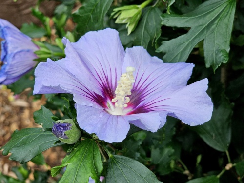 Hibiscus Marina bloei JULI 2025