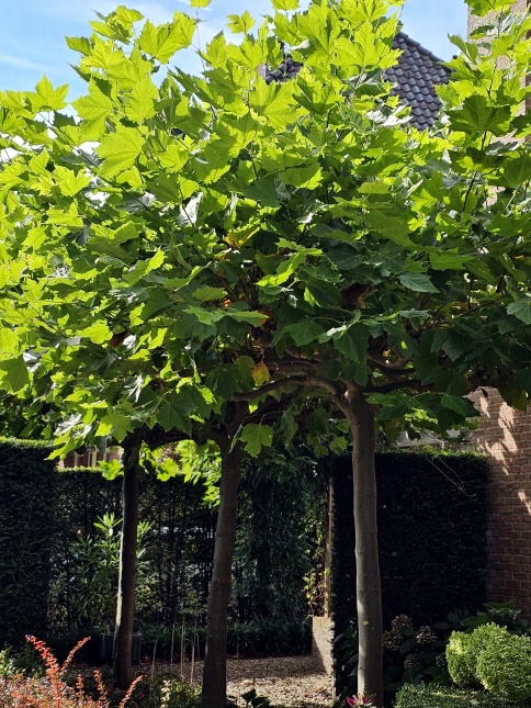 Platanus dakplataan als sterk vormgevend element bij de entree