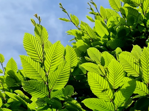 Carpinus betulus in het najaar