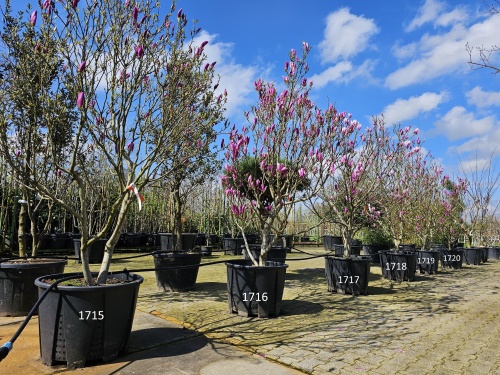 Magnolia 'Susan' bloei