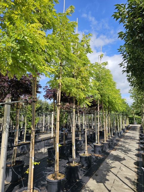 Robinia Frisia,  de geelbladige acacia