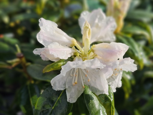 Rododendron 'Dora Amateis' bloeiende struiken