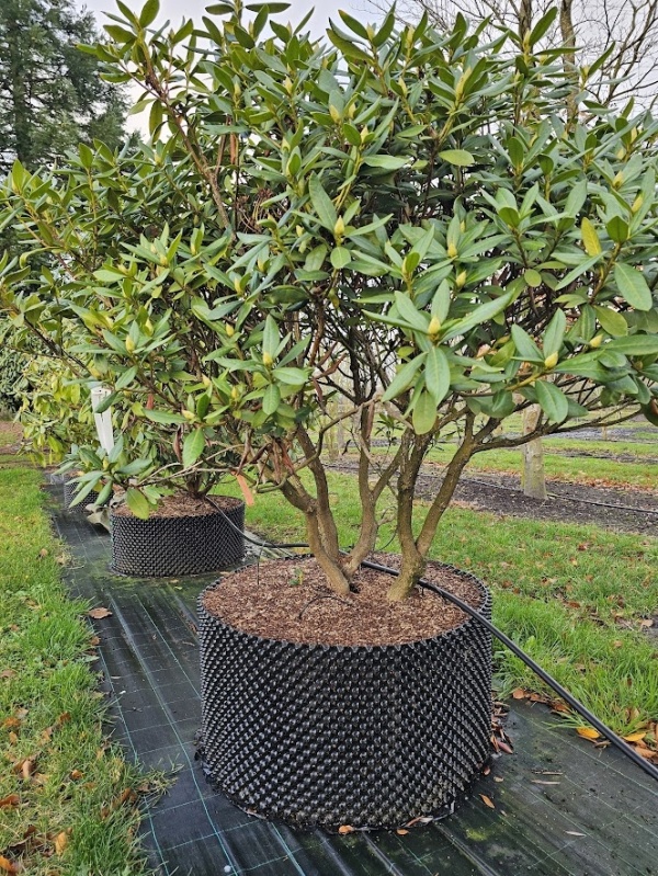 Rododendron 'Cunningham's White'