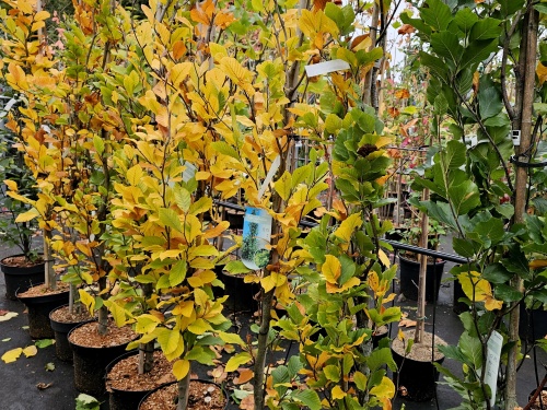 Fagus Dawyck in herfstgeel.  pot