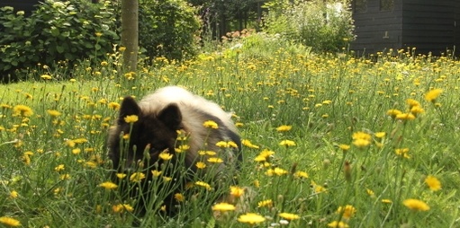 Van welke planten blijven katten uit jouw tuin?