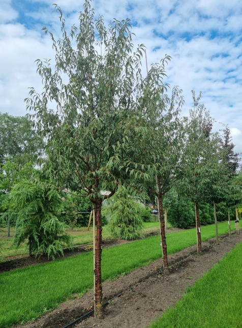 Prunus serrula.  Tibetaanse sierkers