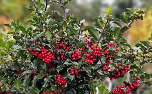 Ilex meservae 'Blue Princess' met bes