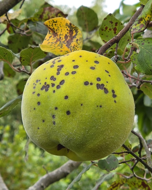 Kweepeer - Cydonia oblonga 'Champion'