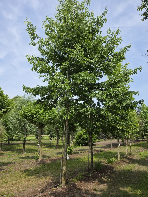 Grootbladig Japanse of Kaukasische Els