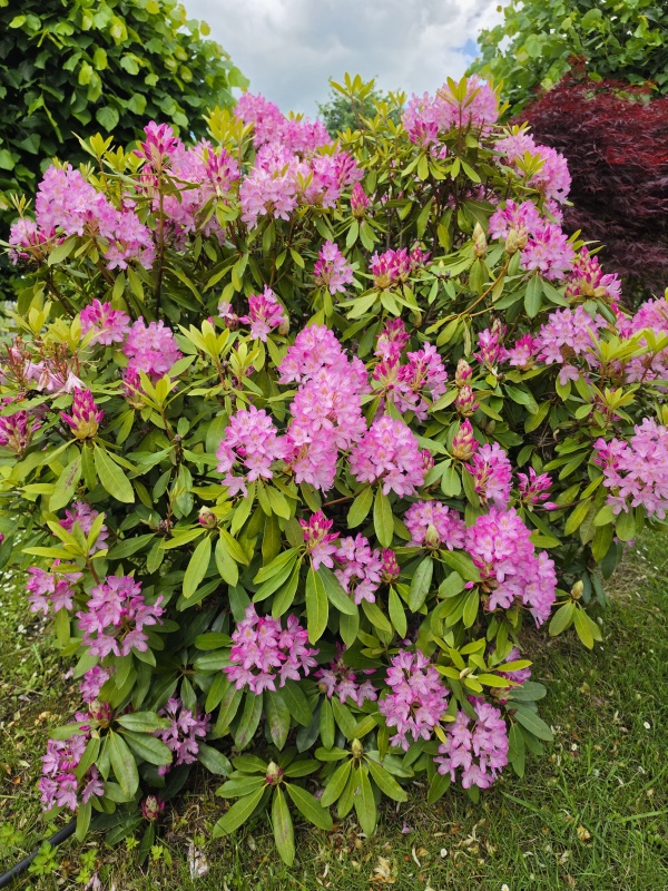 Wilder Wald-Rhododendron
