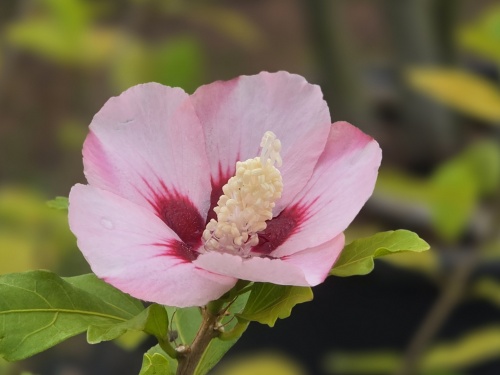 Hibiscus Hamabo