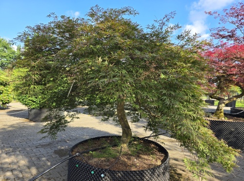 Acer palmatum 'Shigure bato'