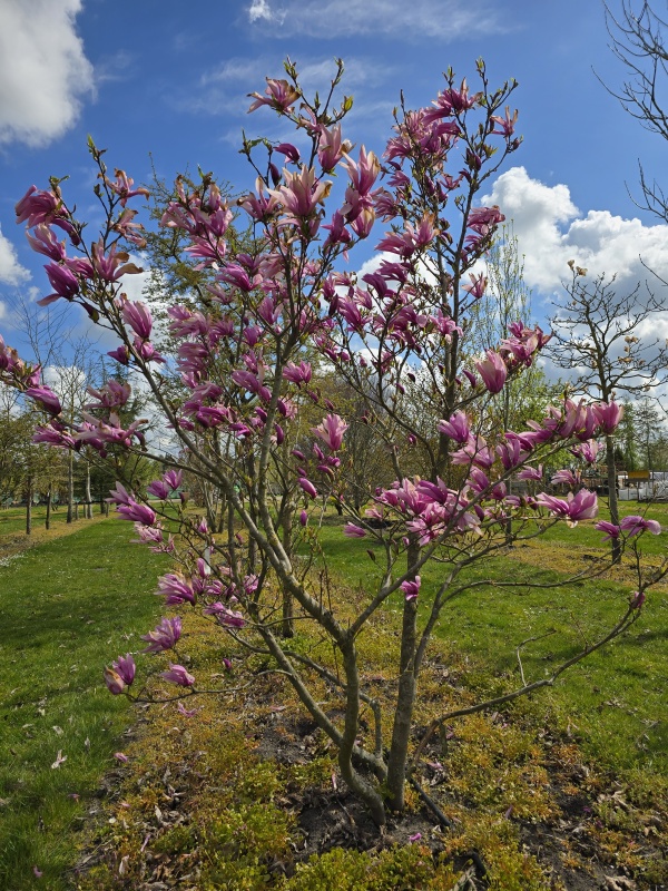 Magnolia Susan