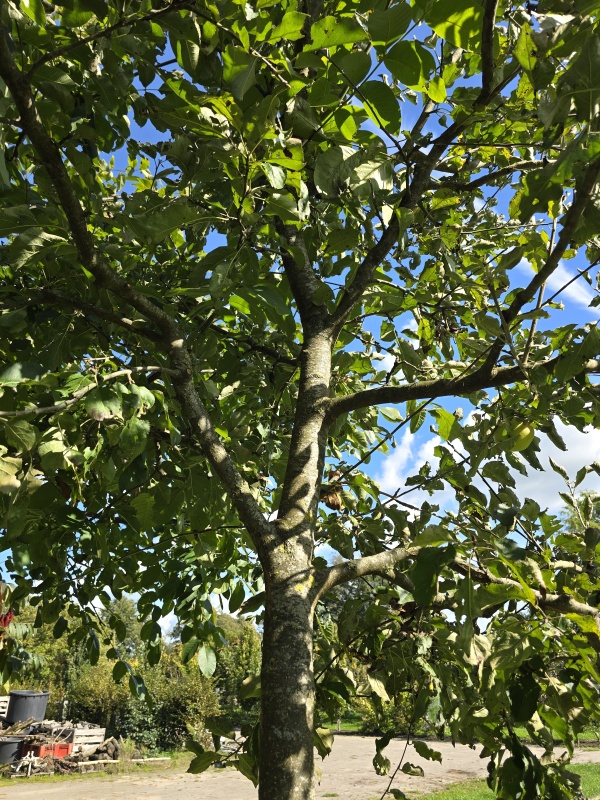 Sappige handappel Lombarts