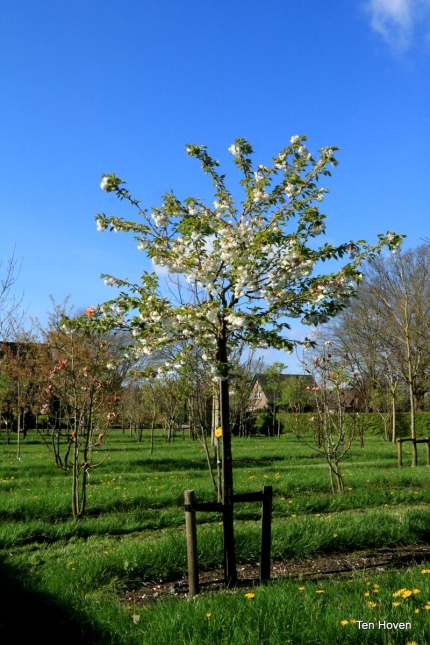 Prunus fugenzo (Shirotae)
