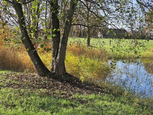 Alnus Glutinosa meerstam bij natuurvijver Ten Hoven