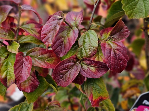 Parrotia persica 'Persian Spire'