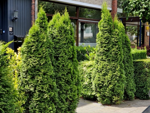 Westerse Levensboom - Thuja occidentalis 'Smaragd'
