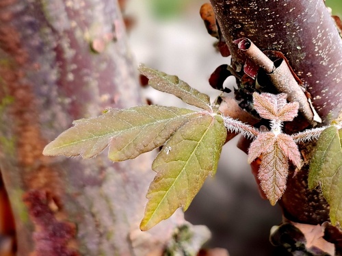 Acer griseum Indian Summer