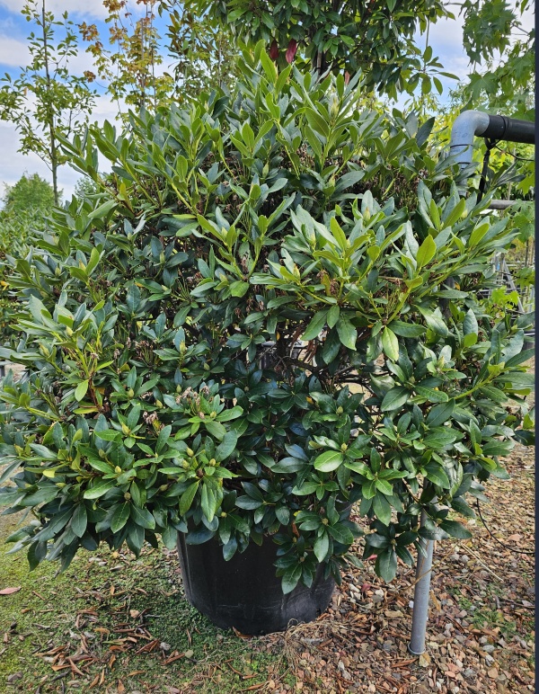 Rododendron met wit-roze bloei